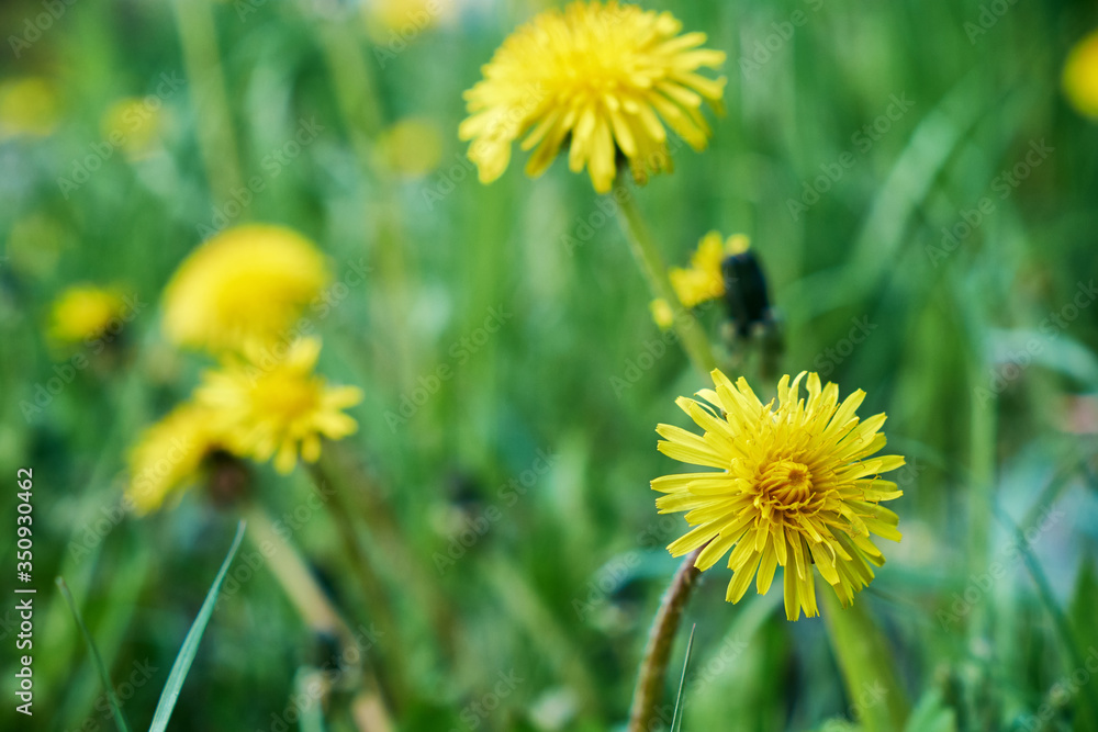 Yellow dandelions. Bright flowers dandelions on background of green spring meadows. Yellow dandelions. Bright flowers dandelions on background of green spring meadows.