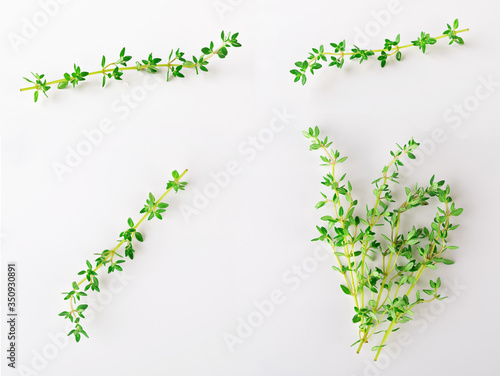 thyme sprig isolated on white background