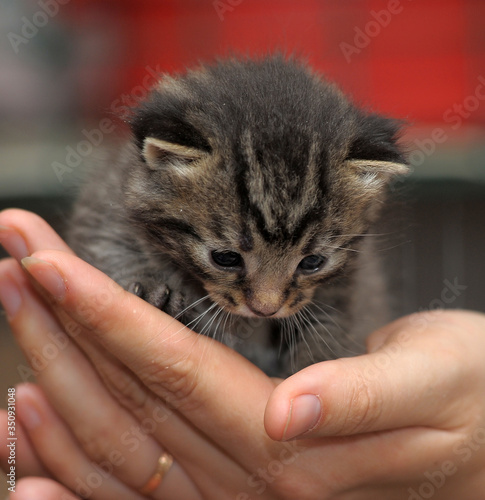 little striped kitten in hands