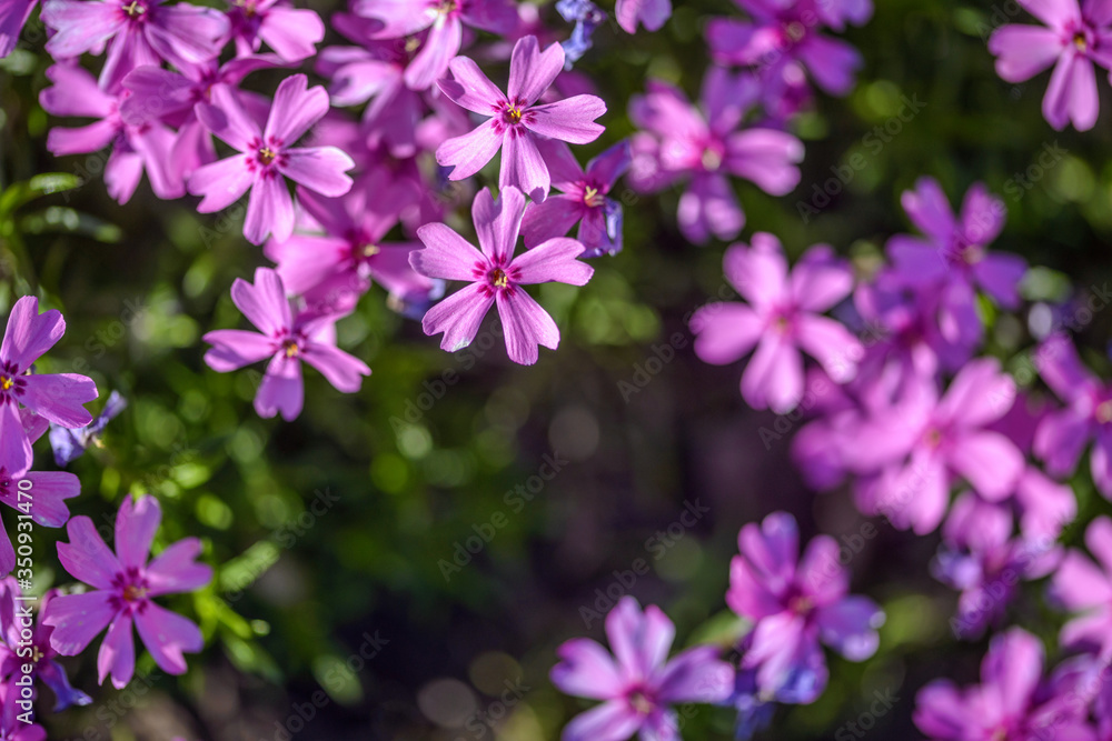 beautiful purple flowers in sunshine, close view 