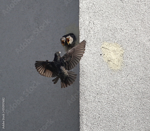 Common starling / Eurasian starling mother in air trying to feed her two chicks in building facade hole close up
