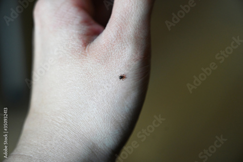 close up of a tick on hand