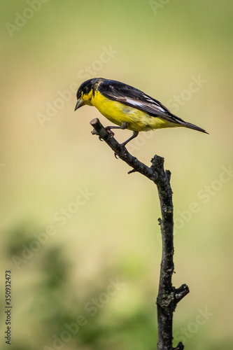 lesser goldfinch on a branch