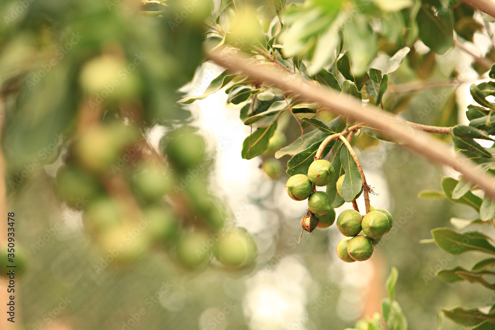 Fototapeta premium Raw of Macadamia integrifolia or Macadamia nut hanging on plant