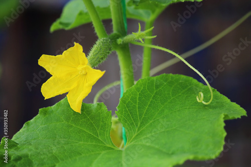 Cucumber flower. Cucumber grows in the garden. Field or home gardening. Growing vegetables. Agriculture.