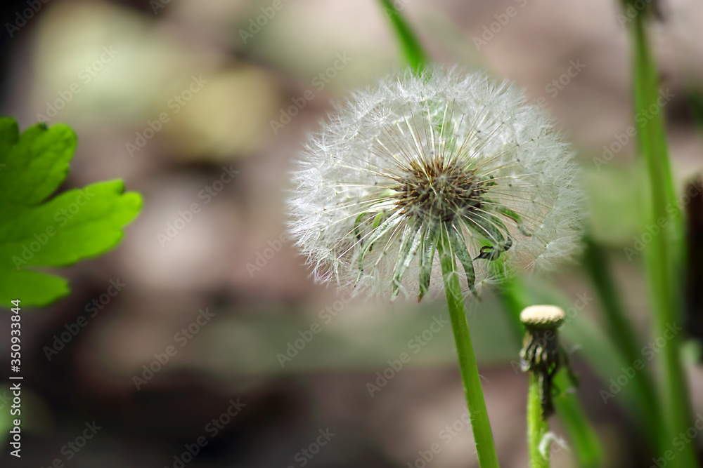 Fototapeta premium Dandelion seeds blooming in the field in spring, gray background. Image of nature, copy space, side view.