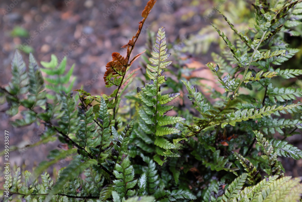 Polystichum tsus-simense (Roca), outdoor plants 2020