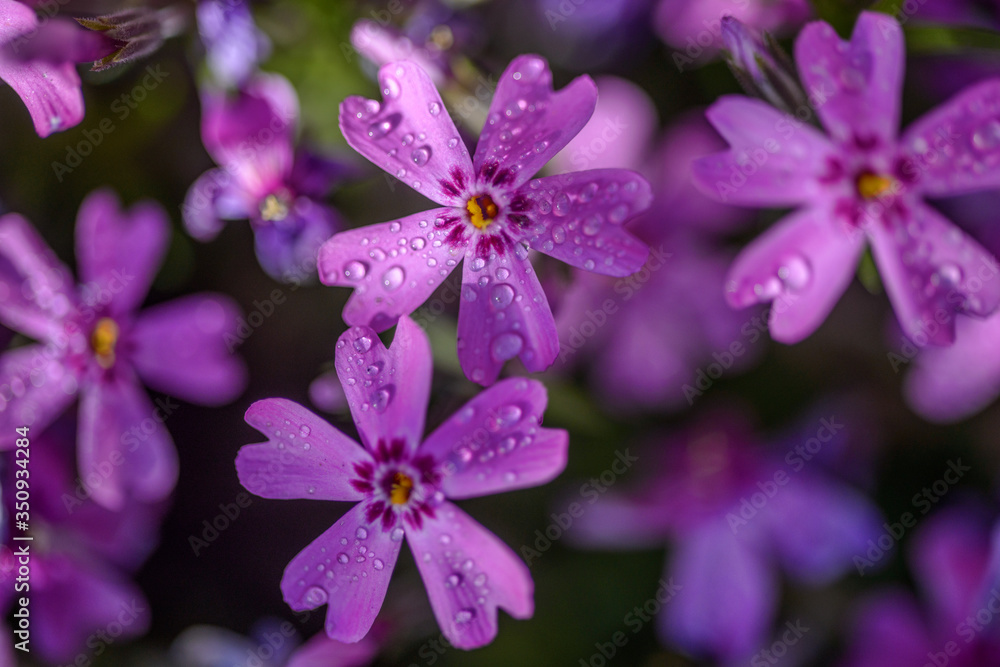beautiful purple flowers with dew drops on petals in sunshine, close view beautiful purple flowers with dew drops on petals in sunshine, close view