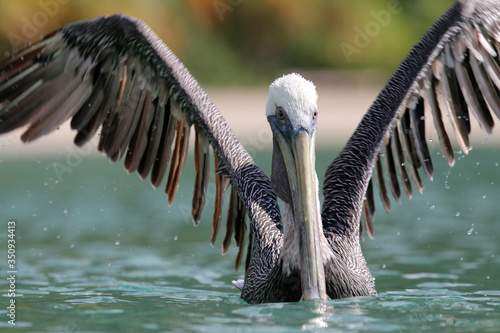 Pelican in water BVI