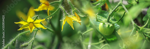 Tomato, flowering plant, yellow flowers. Abundant flowering, agriculture. Garden plant of the Solanaceae family. Field or home gardening. Horizontal banner.