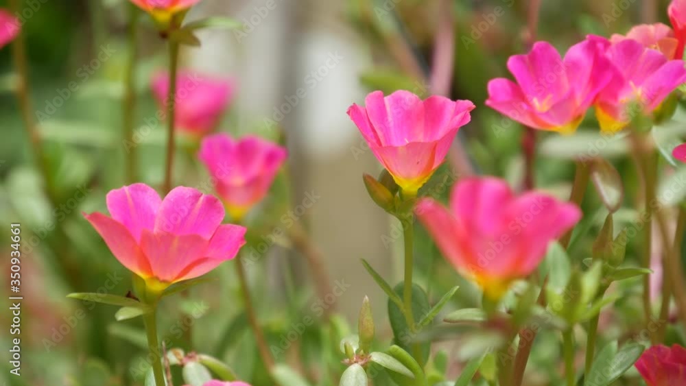 Pink flowers growing in garden. Beautiful pink flowers growing on green flowerbed on sunny day in park in summer. Pink flowers growing in garden. Beautiful pink flowers growing on green flowerbed on sunny day in park in summer.