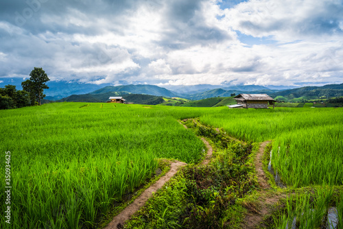 Paddy Rice Field Plantation Landscape with Mountain View Background