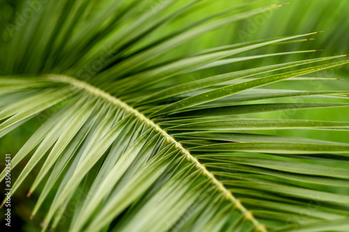 green leaf palm  close-up. photo wallpaper with a palm tree background. space for text