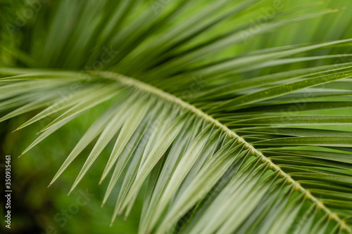 green leaf palm  close-up. photo wallpaper with a palm tree background. space for text