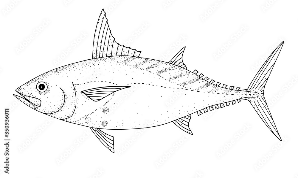 Mackerel tuna. Black hand drawn realistic outline vector image. Mackerel tuna. Black hand drawn realistic outline vector image.