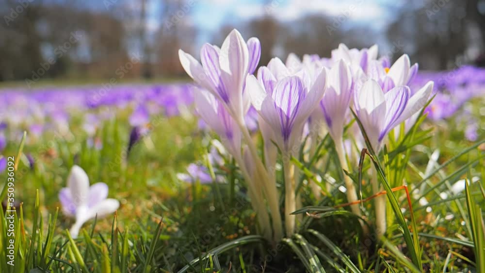 Purple Crocus, flower falling from above Purple Crocus, flower falling from above