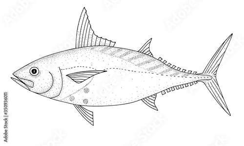 Mackerel tuna. Black hand drawn realistic outline vector image.