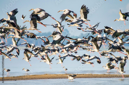 A flock of openbill in the stork family photo