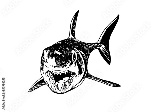 Graphical hand-drawn shark isolated on white backgrund,vector  illustration, sea-food