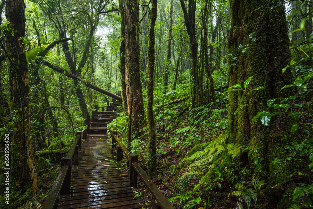 Obraz premium Wooden bridge walkway in to the rain forest