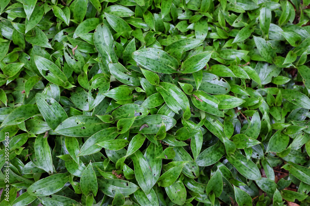 Tricyrtis hybr. (Hobane), outdoor plants 2020 Tricyrtis hybr. (Hobane), outdoor plants 2020
