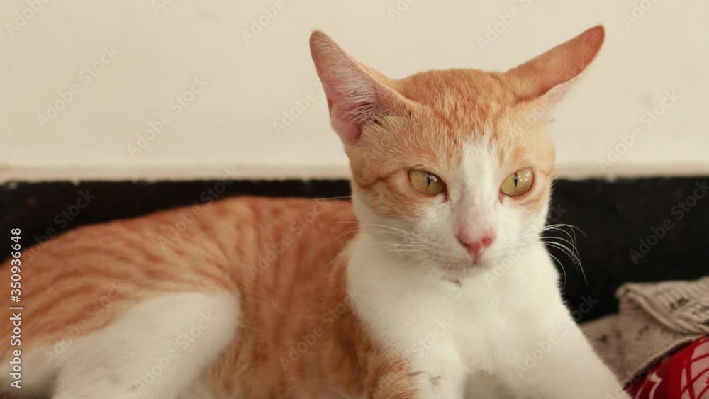 Portrait of red and white cat looks at home. Domestic pet having rest, selective focus. Portrait of red and white cat looks at home. Domestic pet having rest, selective focus.