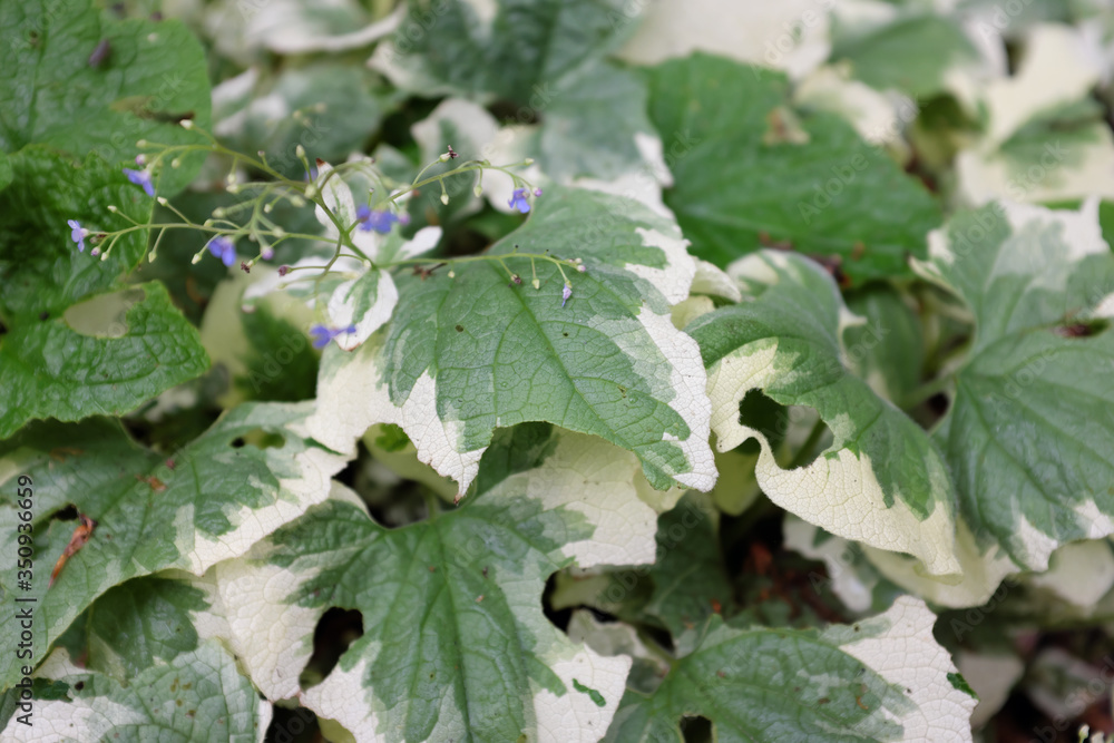 Brunnera macrophylla (Dawson's white), outdoor plants 2020 Brunnera macrophylla (Dawson's white), outdoor plants 2020