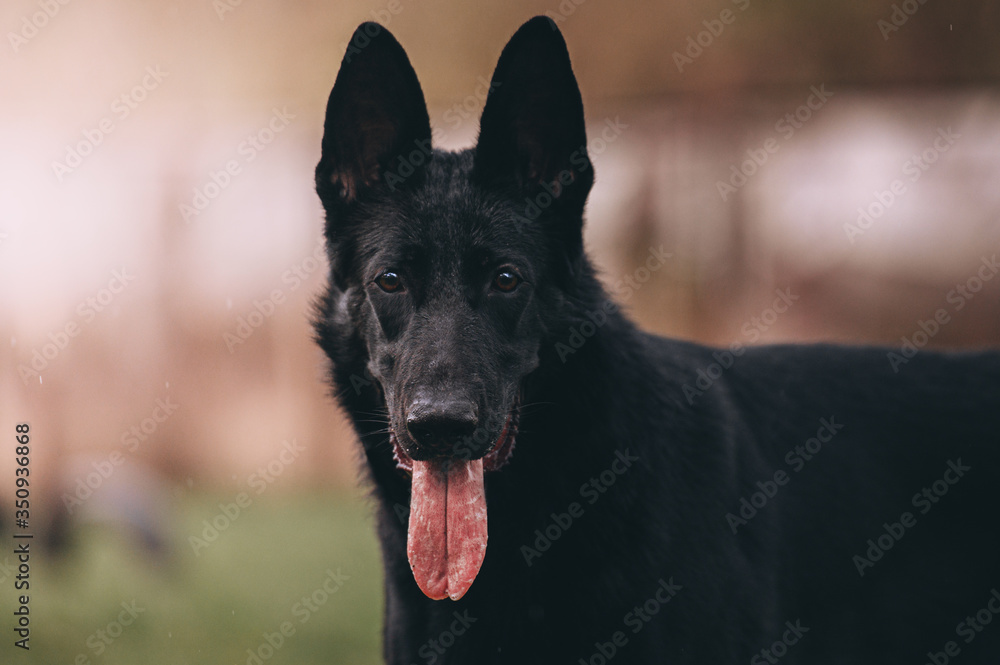 black east European shepherd dog black east European shepherd dog