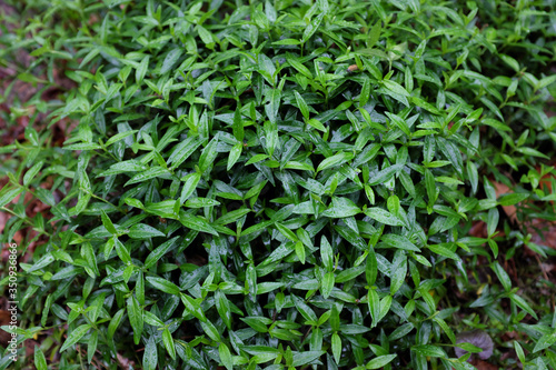 Vinca minor (Sabinka), outdoor plants 2020
