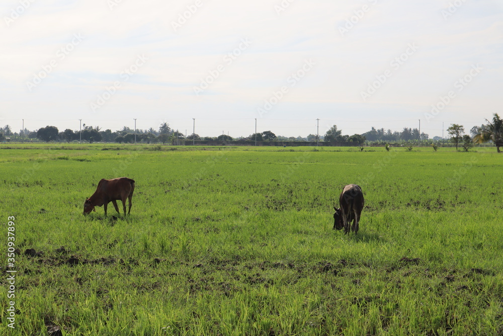 herd of horses herd of horses