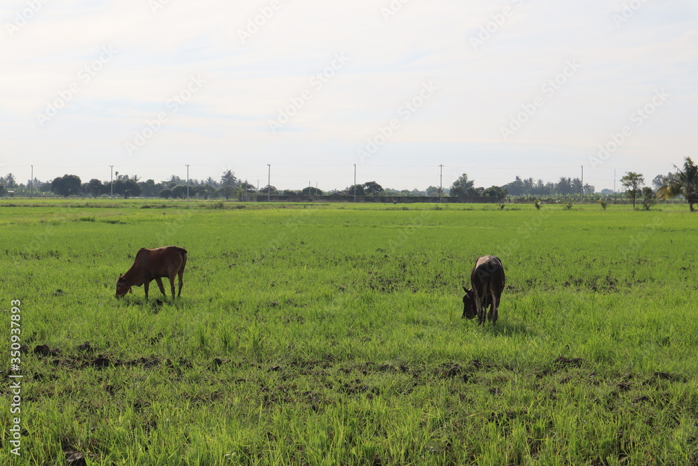 herd of horses