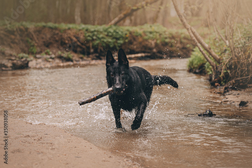 black east European shepherd dog