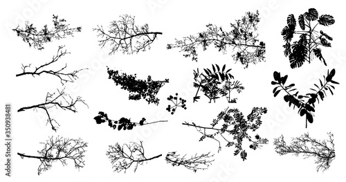 A set of tree sprigs. Vector illustration