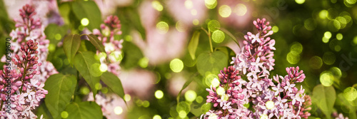 lilac flower and green leaf. natural eco view. Branches sunlight.