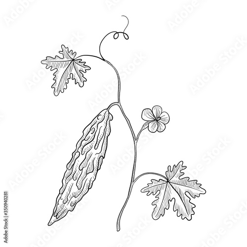 vector drawing bitter melon plant