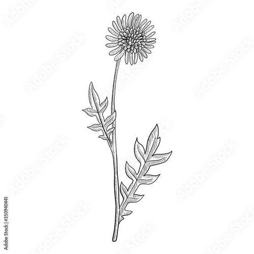 Wallpaper Mural vector drawing field scabious Torontodigital.ca