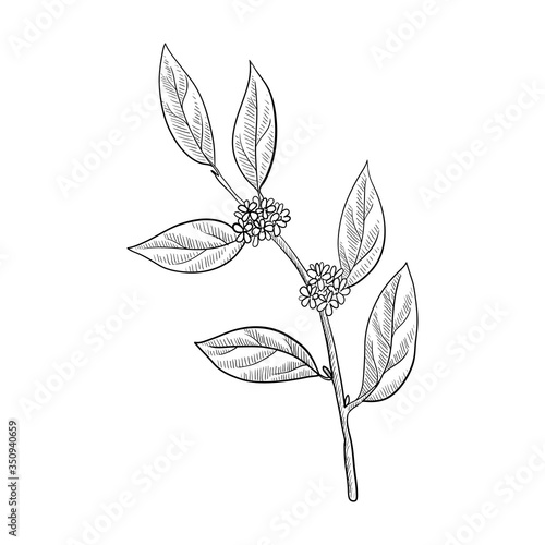 vector drawing bay laurel branch
