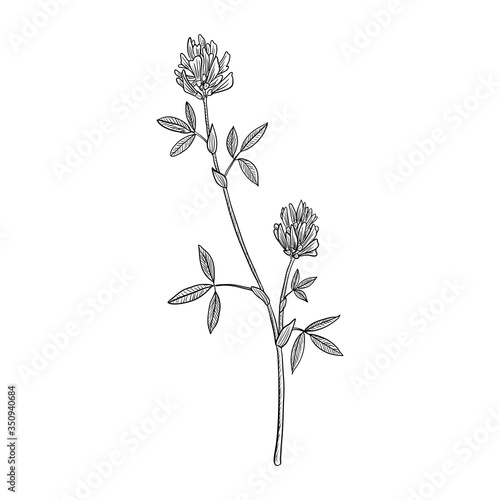 Foto vector drawing alfalfa