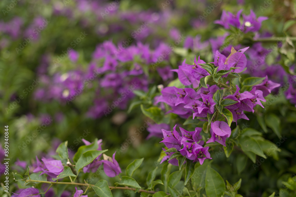 .purple flowers in green on a blurred background .purple flowers in green on a blurred background