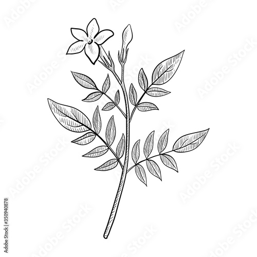 vector drawing jasmine
