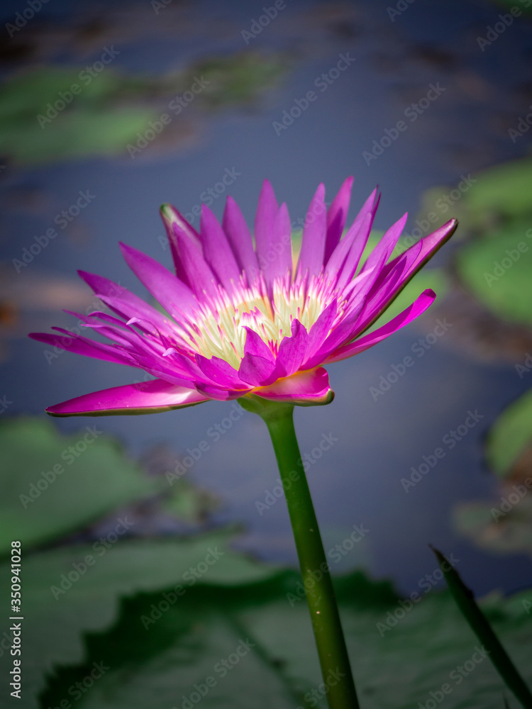 The pink lotus that is above the water in the pond The pink lotus that is above the water in the pond