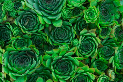Abstract pattern of green sempervivum, known as stone rose. Background