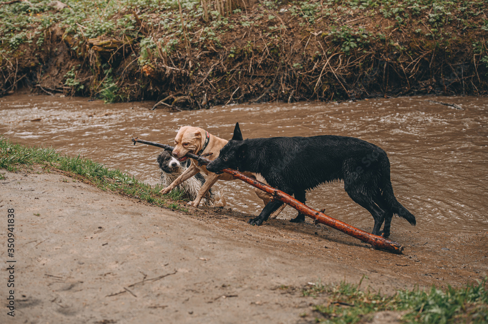 best friends: shepherd pit bull terrier and border collie