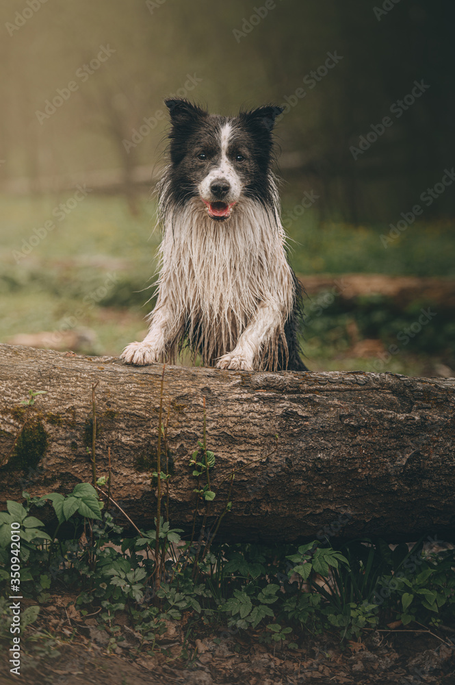 border collie in the park