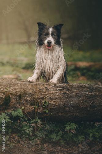 Obraz na płótnie border collie in the park w salonie