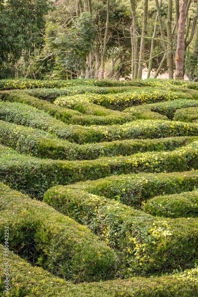 Green bushes circular labyrinth