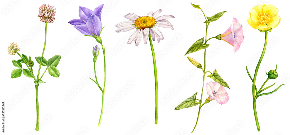 watercolor drawing wild flowers