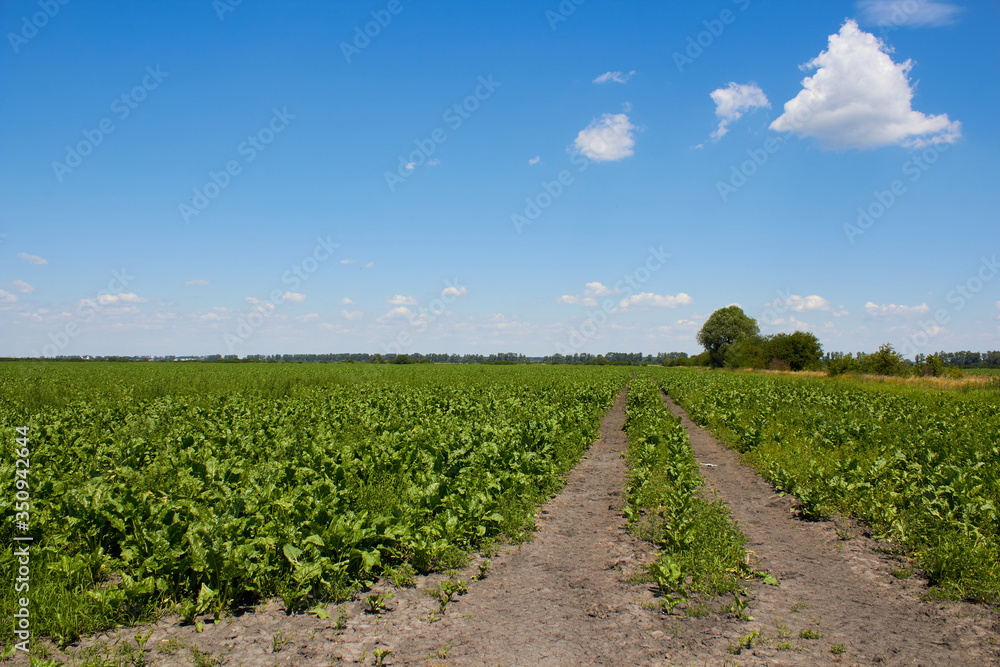 field road in a field of beets,a large field of sugar beets in summer and a dirt road