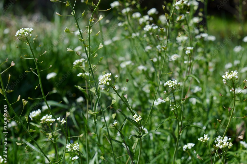 wild white flowers in spring wild white flowers in spring