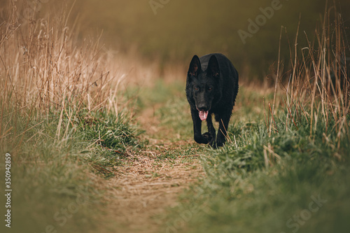 Obraz na płótnie black east European shepherd dog w salonie